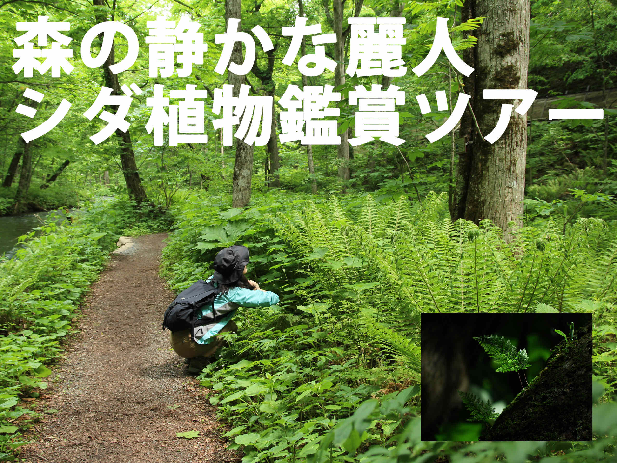 森の静かな麗人<br>シダ植物鑑賞ツアー