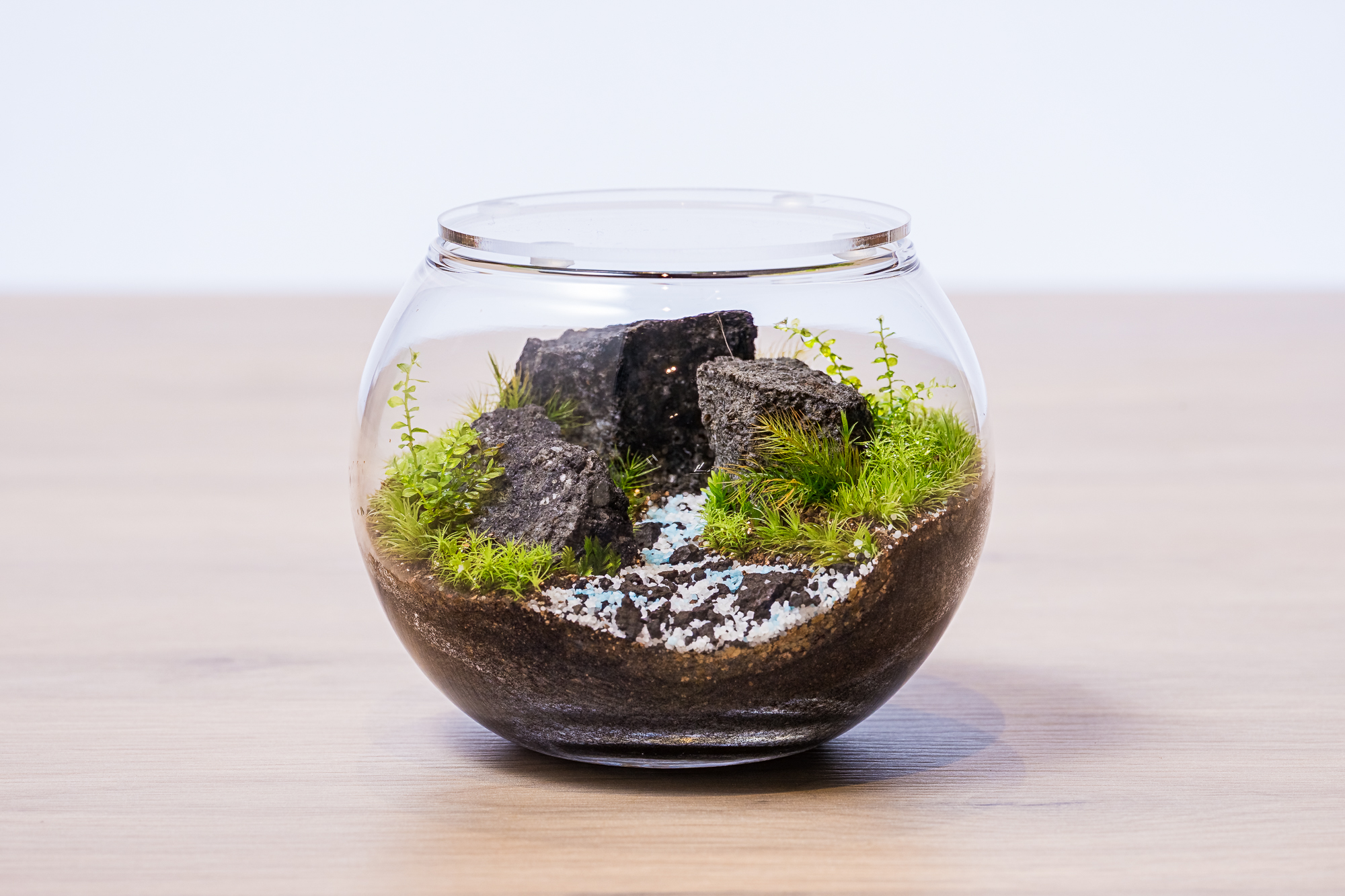 苔テラリウム制作体験3