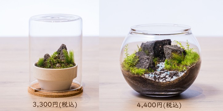 苔テラリウム制作体験ツアー詳細2