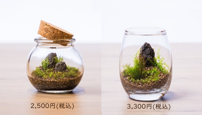 苔テラリウム制作体験ツアー詳細1