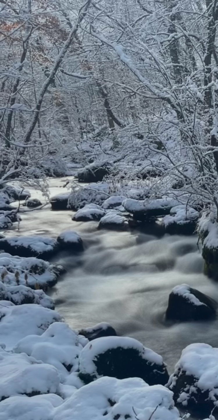 FORESTON | 奥入瀬渓流ネイチャーツアー・ツアーガイド