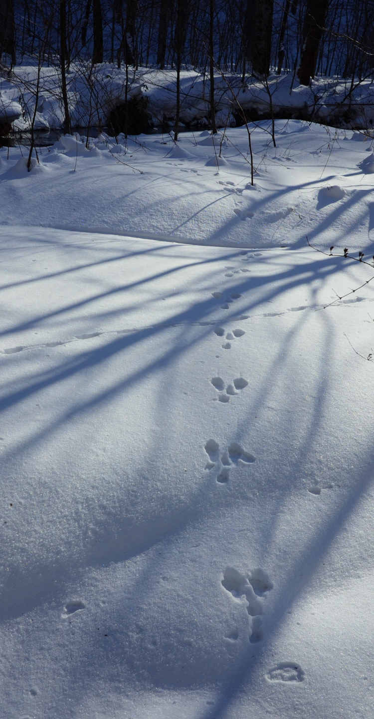 FORESTON | 奥入瀬渓流ネイチャーツアー・ツアーガイド
