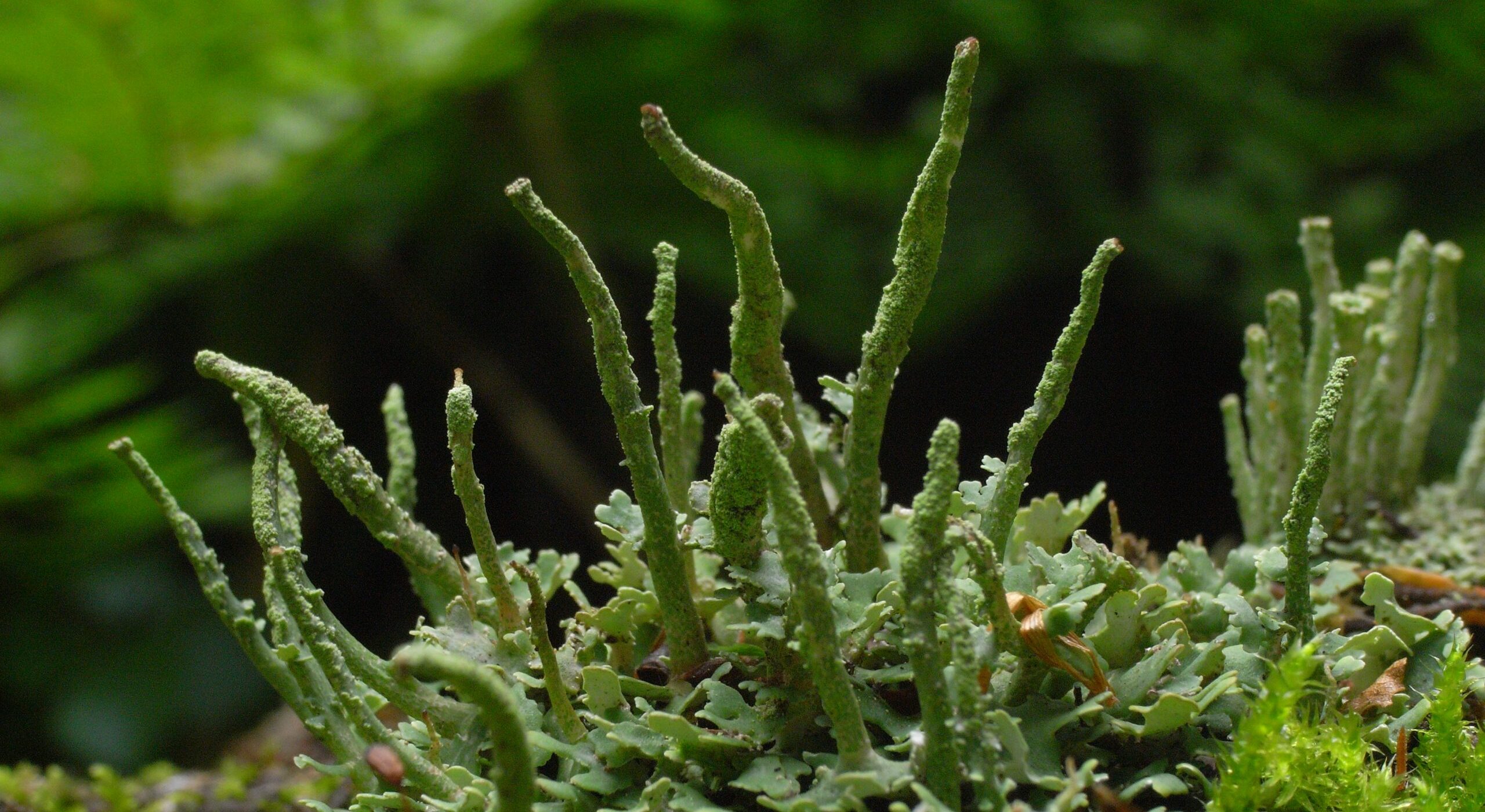 夏のプライベートランブリングツアー10