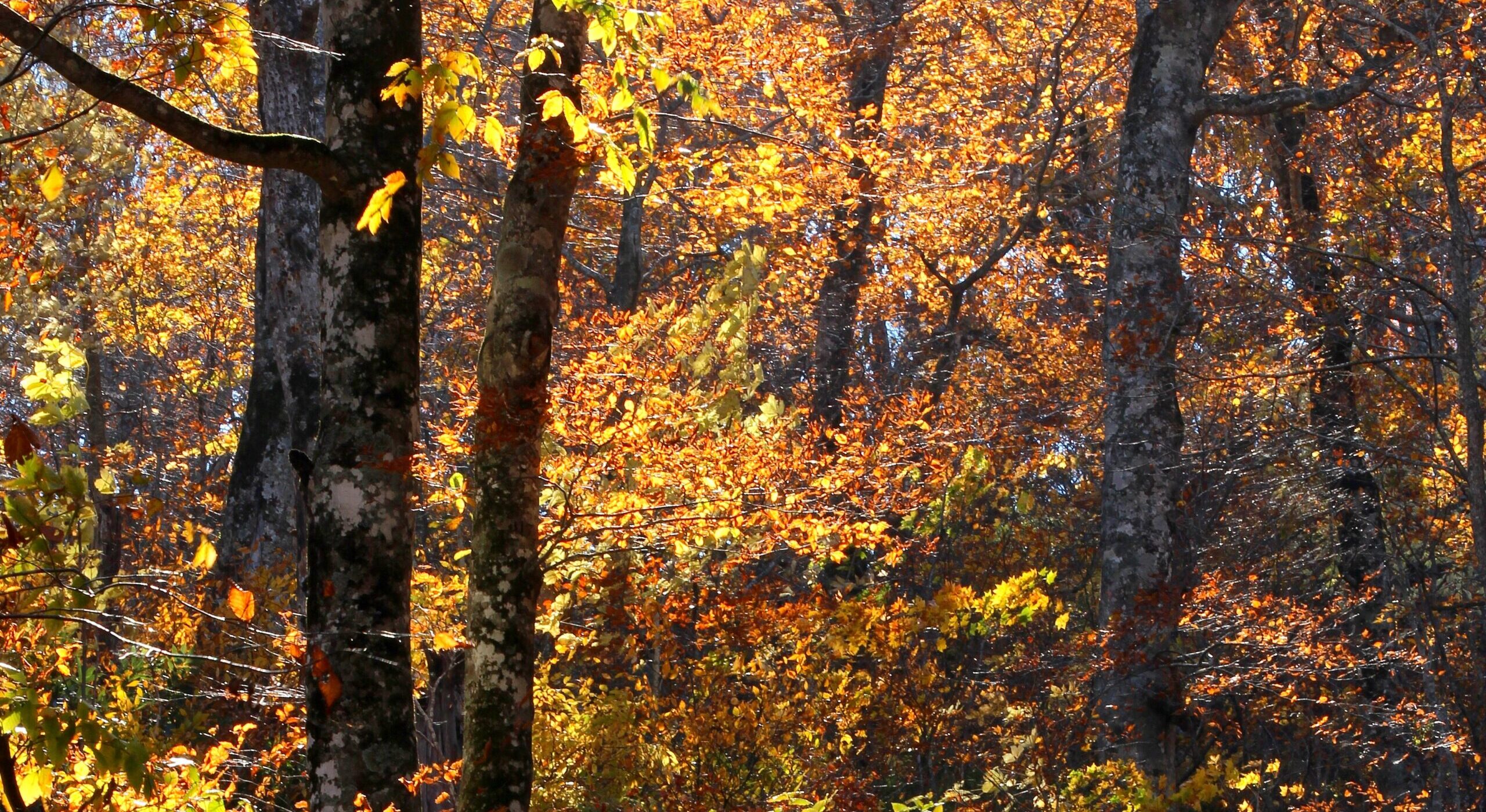 夏のプライベートランブリングツアー12