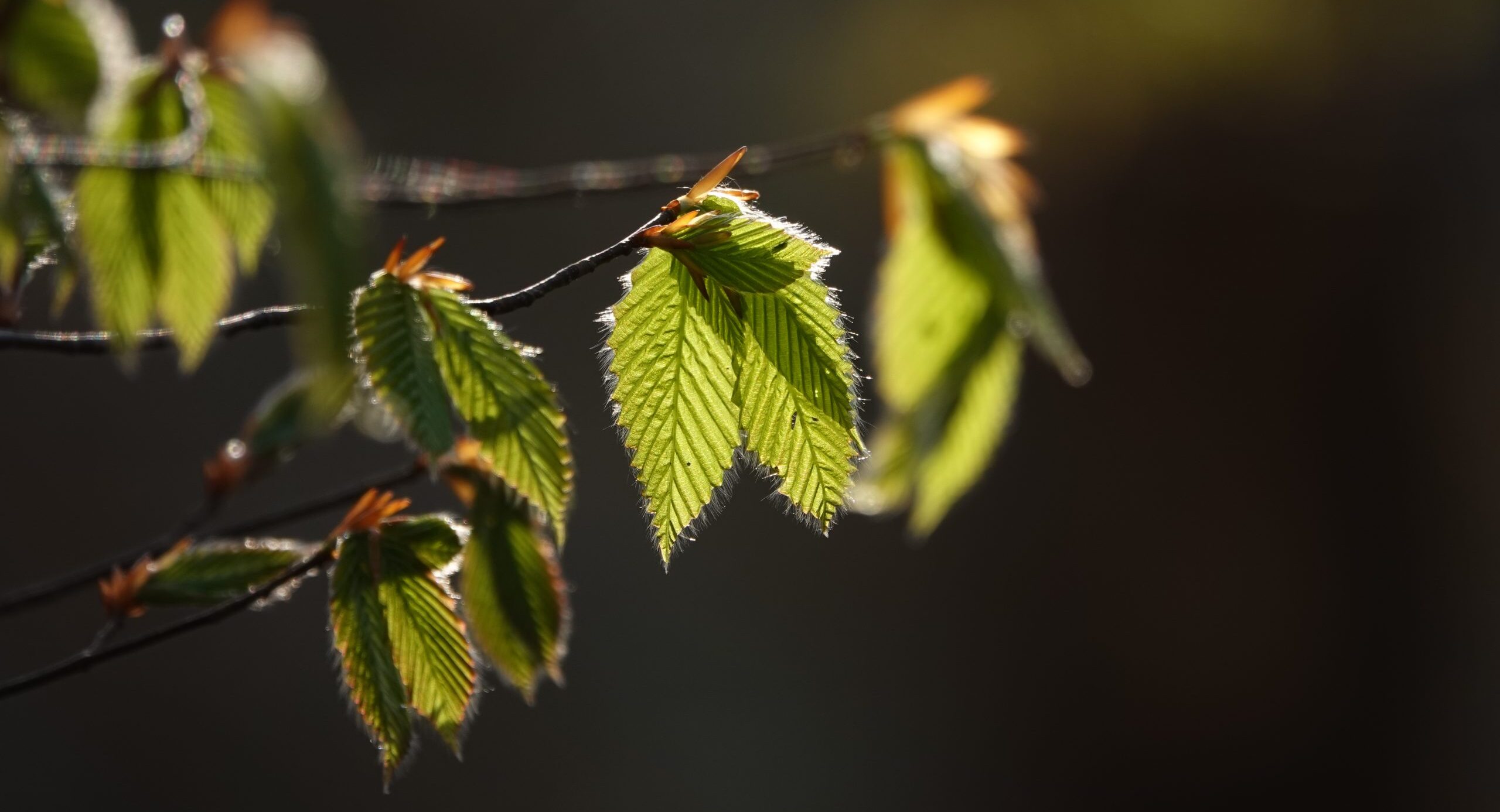 奥入瀬ネイチャーウォーク ～流れのトレイル～2