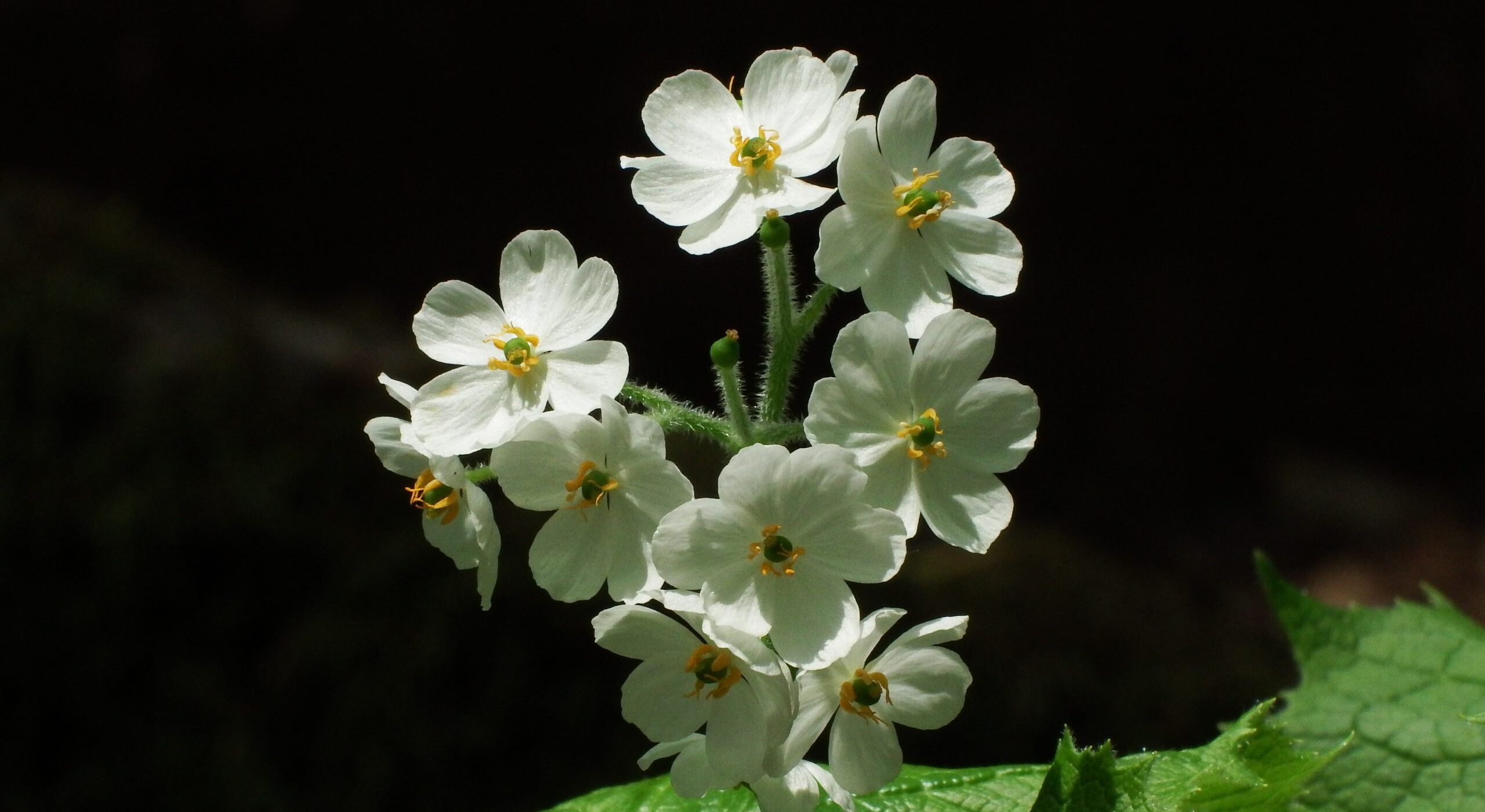 夏のプライベートランブリングツアー9
