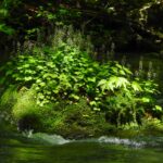 夏のプライベートランブリングツアー thumbnail