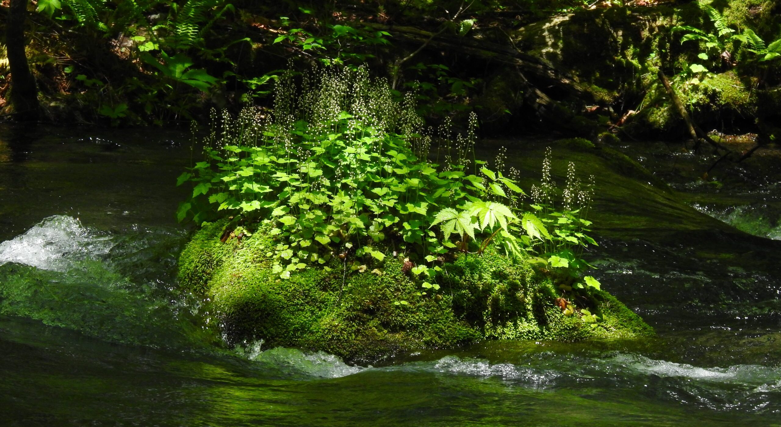 夏のプライベートランブリングツアー1