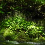 夏のプライベートランブリングツアー thumbnail