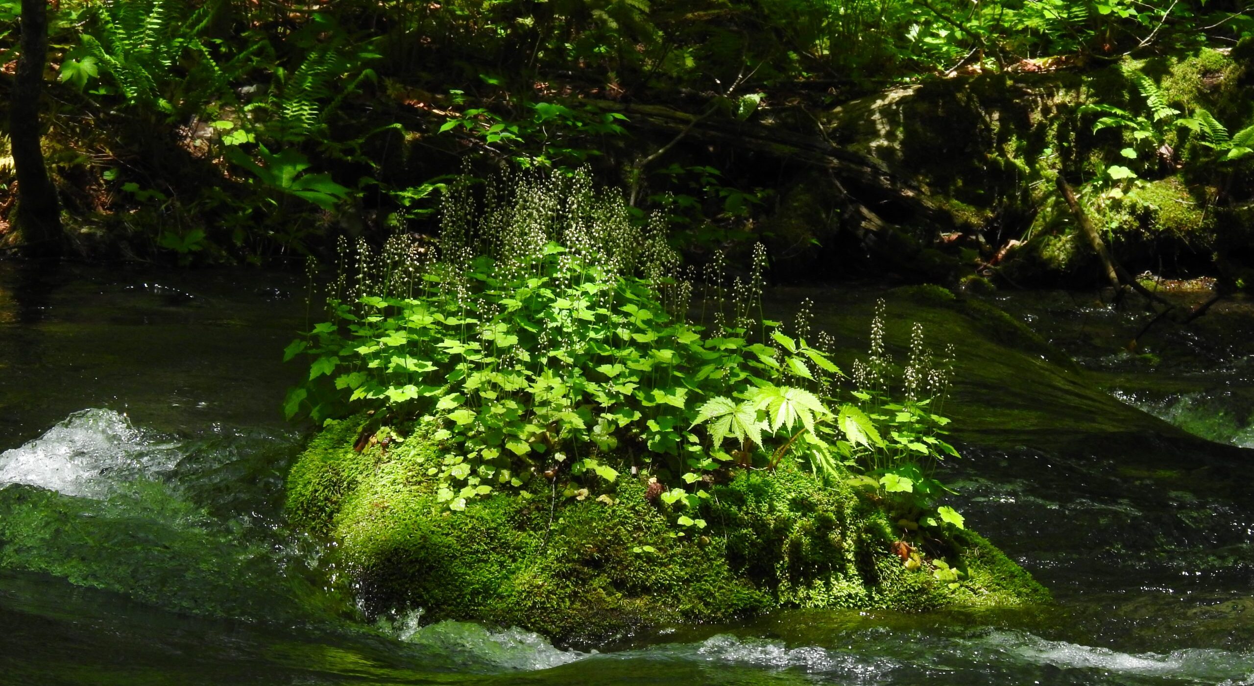 夏のプライベートランブリングツアー1