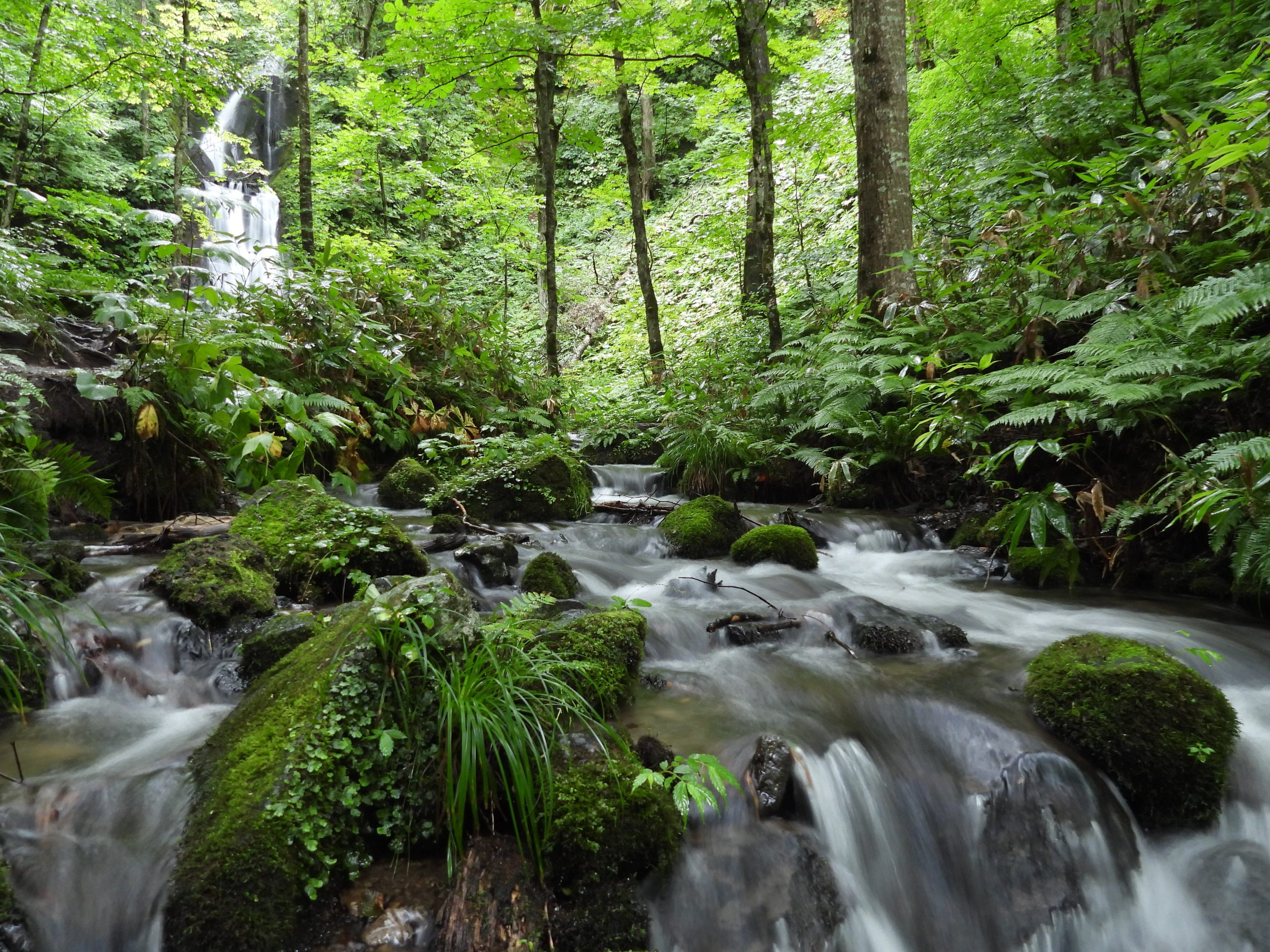 奥入瀬ネイチャーウォーク ～流れのトレイル～ツアー詳細1
