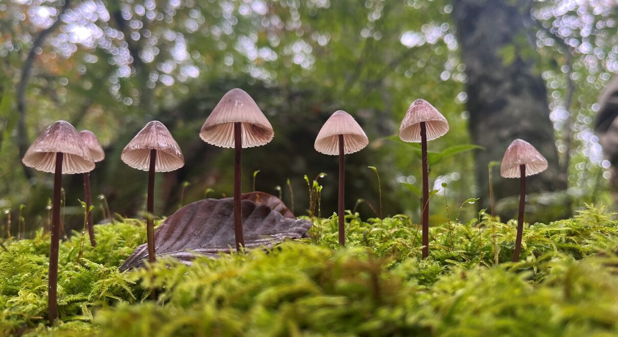 夏のプライベートランブリングツアー13