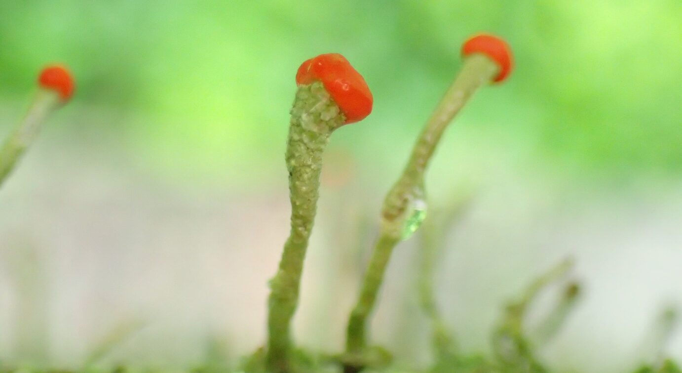 夏のプライベートランブリングツアー5