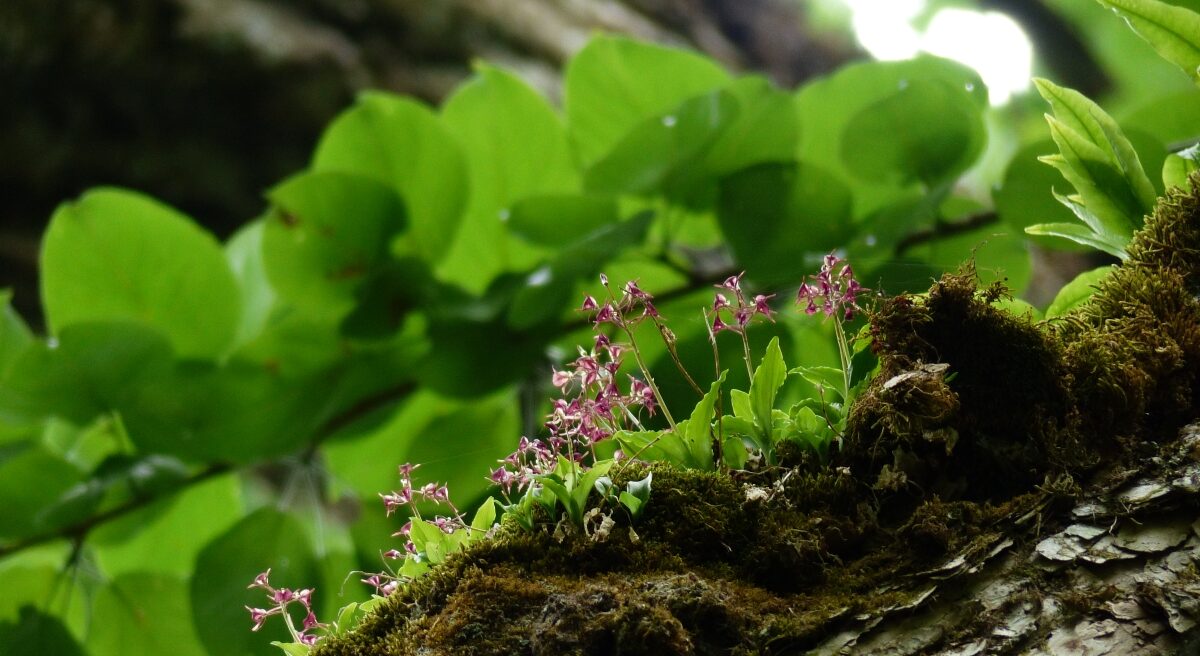 夏のプライベートランブリングツアー8
