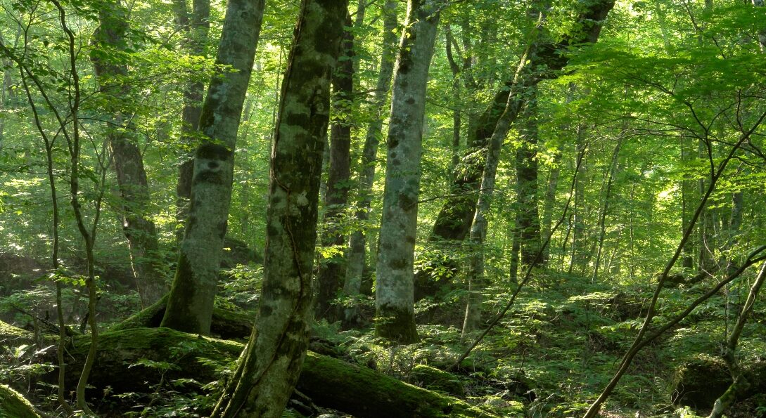 夏のプライベートランブリングツアー3