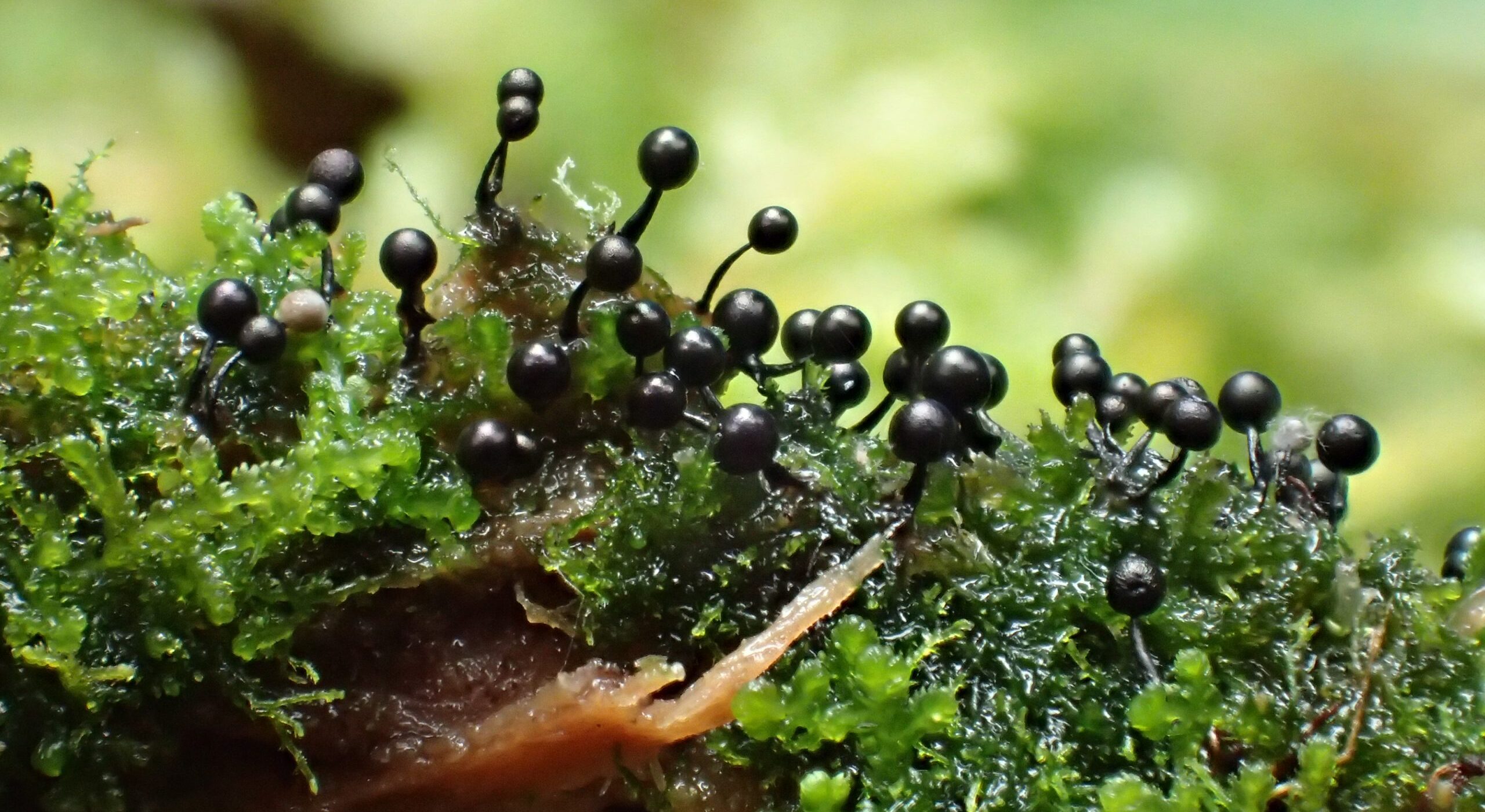 夏のプライベートランブリングツアー6