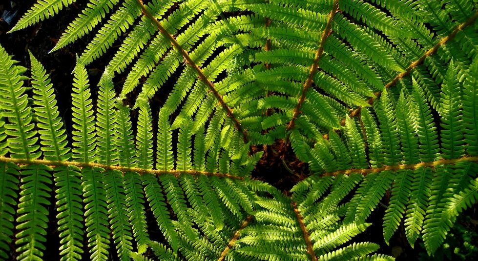 夏のプライベートランブリングツアー4