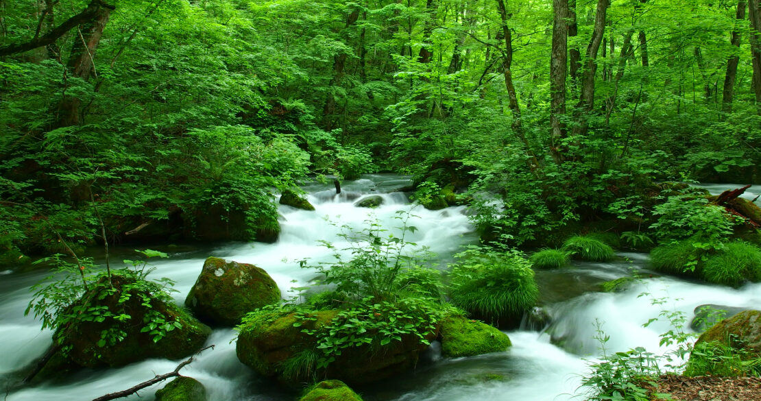 奥入瀬ネイチャーウォーク ～流れのトレイル～ツアー詳細4