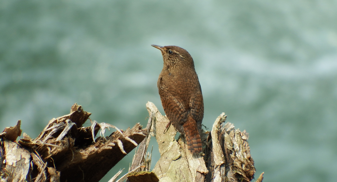 奥入瀬ネイチャーウォーク ～流れのトレイル～5