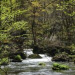 奥入瀬ネイチャーウォーク ～流れのトレイル～ thumbnail