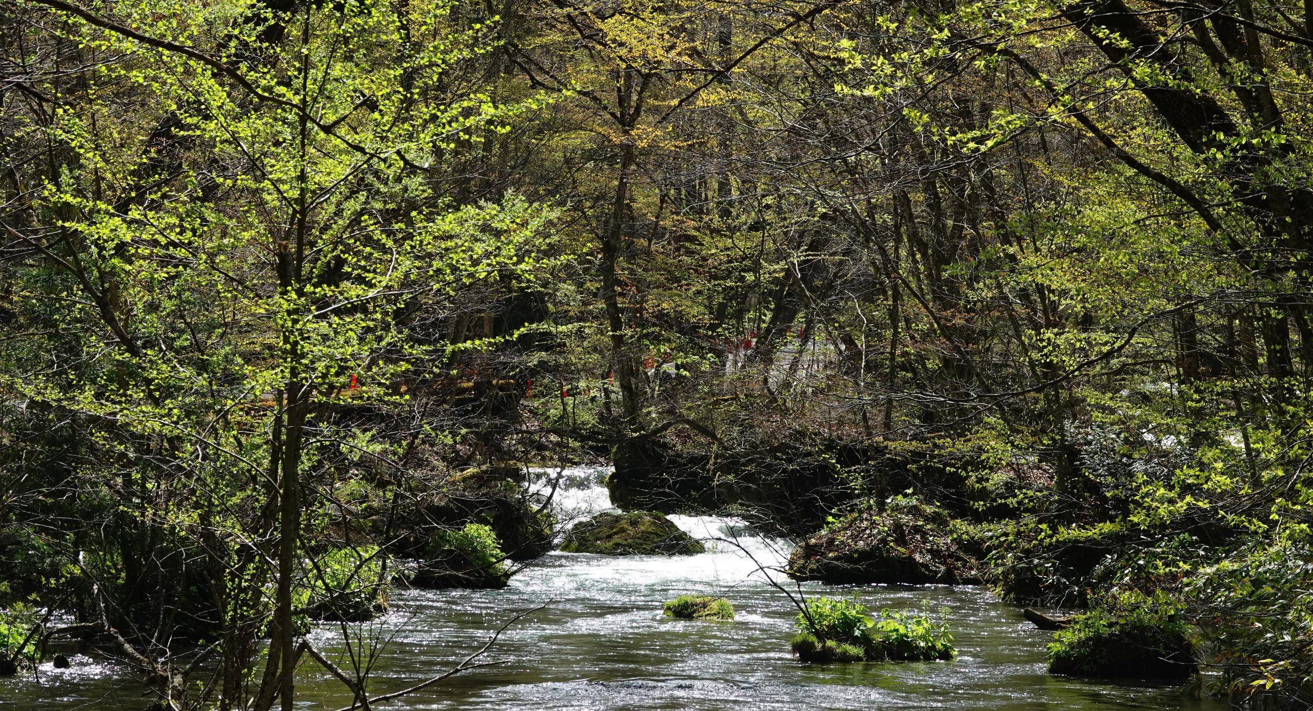 奥入瀬ネイチャーウォーク ～流れのトレイル～1