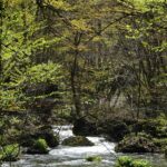 奥入瀬ネイチャーウォーク ～流れのトレイル～ thumbnail