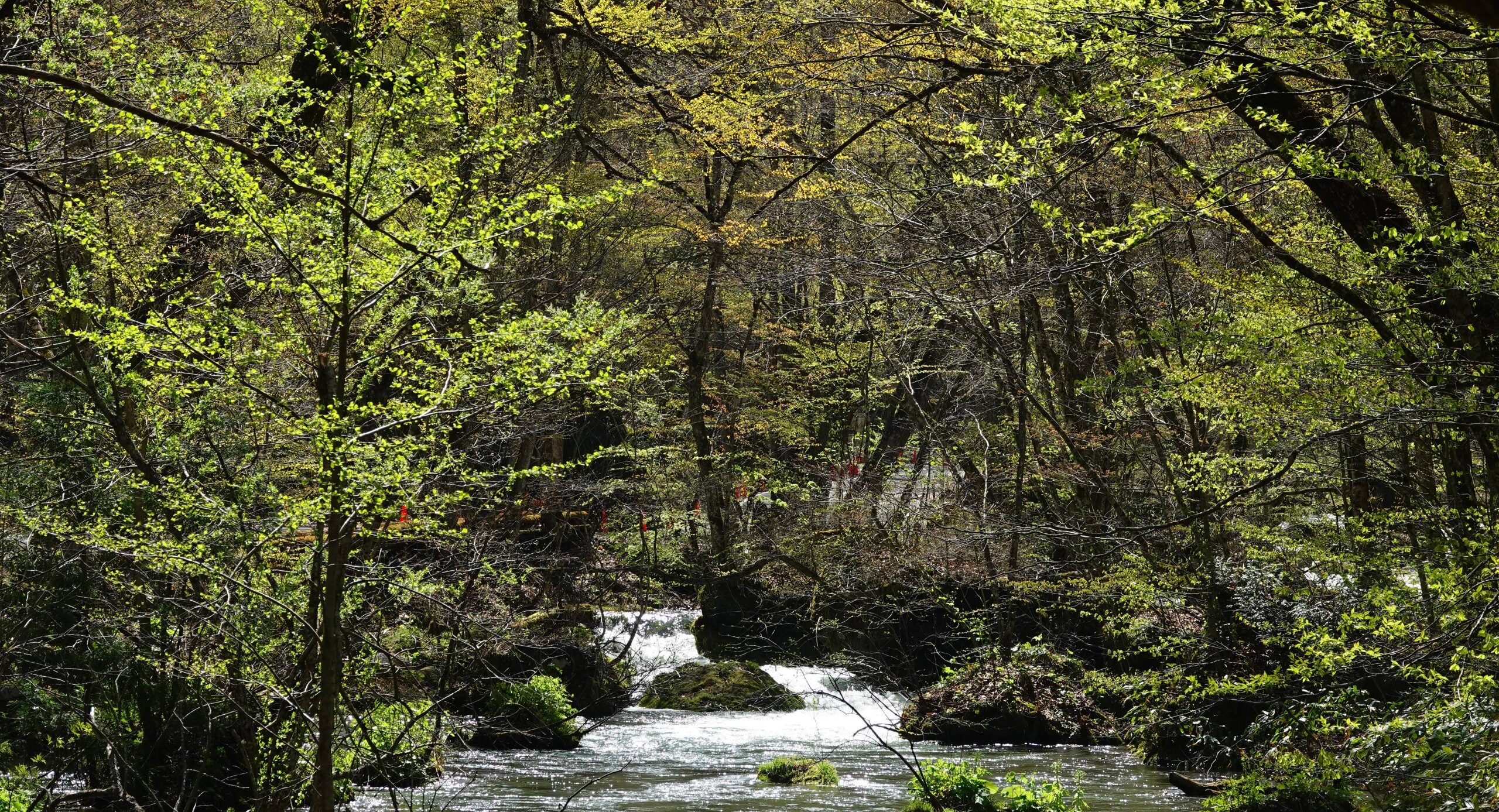 奥入瀬ネイチャーウォーク ～流れのトレイル～1
