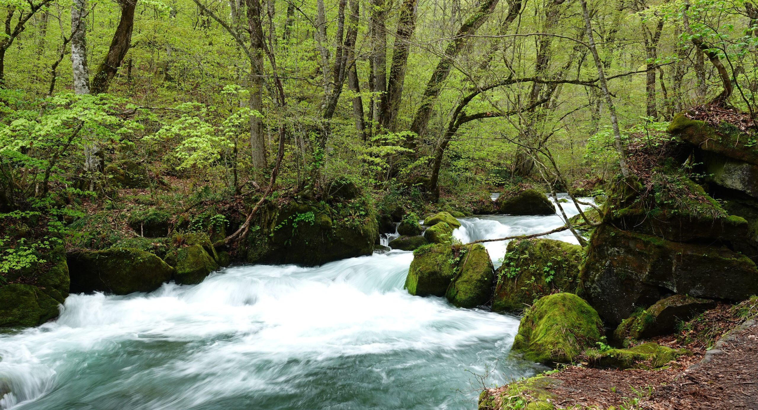 奥入瀬ネイチャーウォーク ～流れのトレイル～3