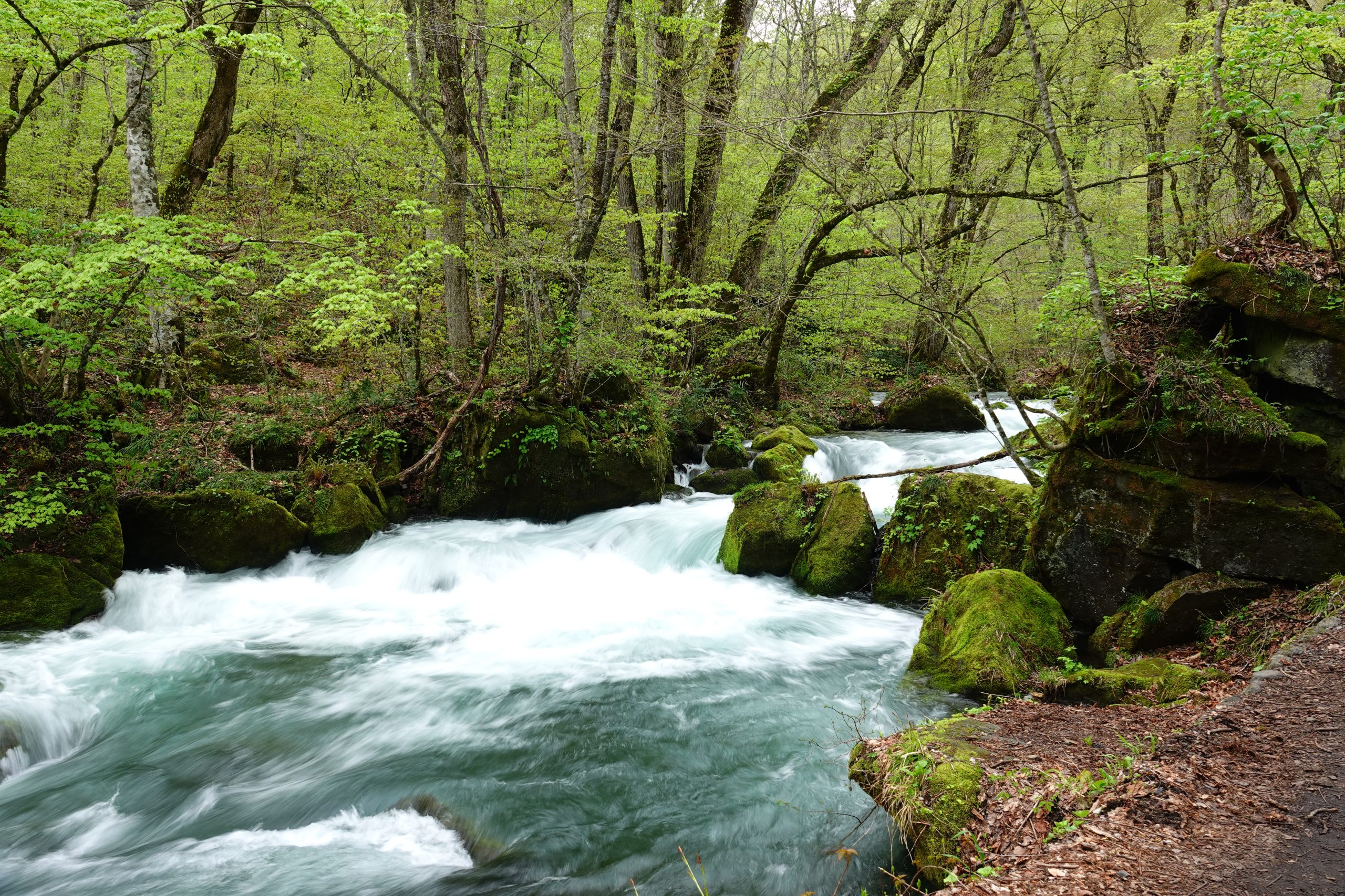 奥入瀬ネイチャーウォーク ～流れのトレイル～4