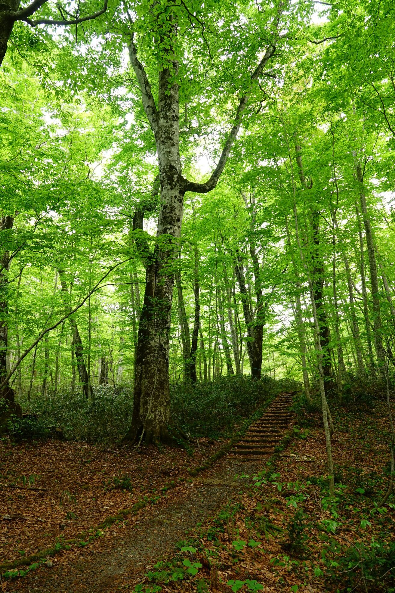 FORESTON | 奥入瀬渓流ネイチャーツアー・ツアーガイド