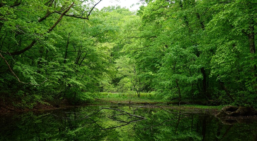 蔦の森ネイチャーウォーク ～森と水の息づかいに出会う～2