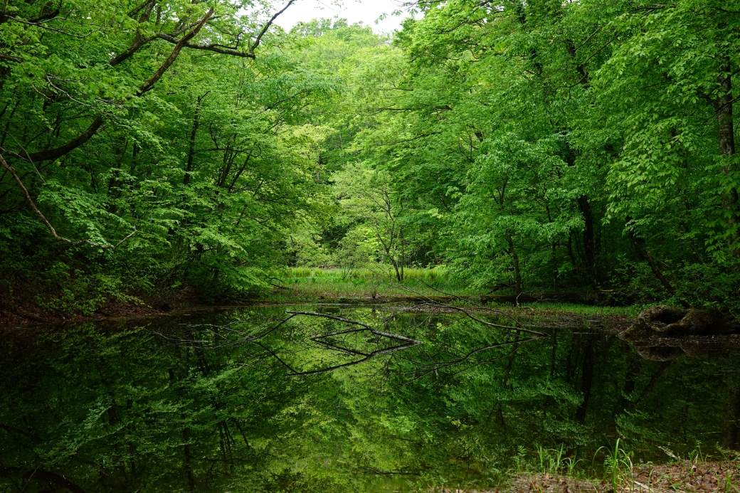 奥入瀬ｃ FORESTON | 奥入瀬渓流ネイチャーツアー・ツアーガイド