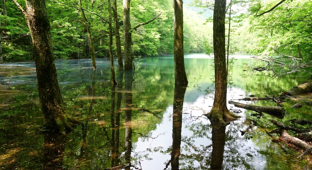 蔦の森ネイチャーウォーク ～森と水の息づかいに出会う～3