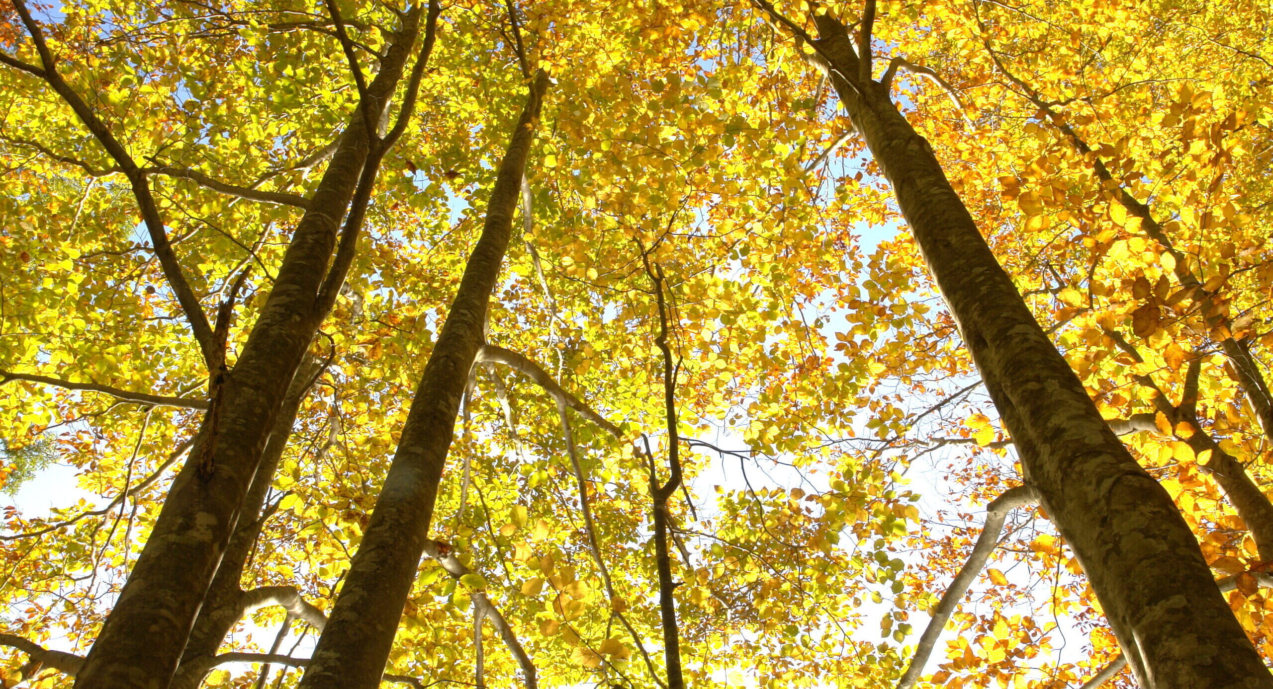 蔦の森ネイチャーウォーク ～森と水の息づかいに出会う～ツアー詳細9