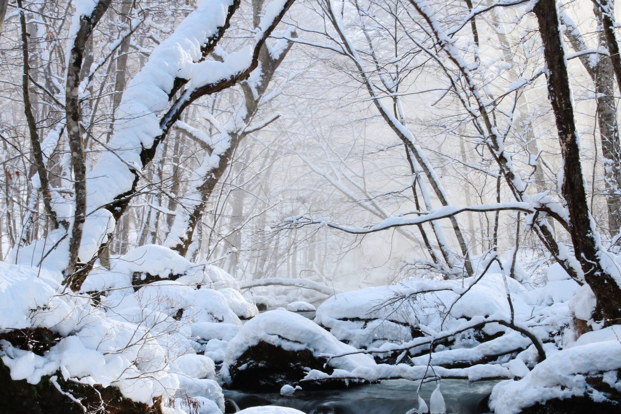雪の奥入瀬さんぽツアー詳細3