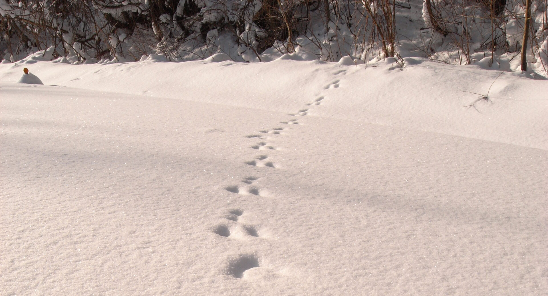 雪の奥入瀬さんぽ7