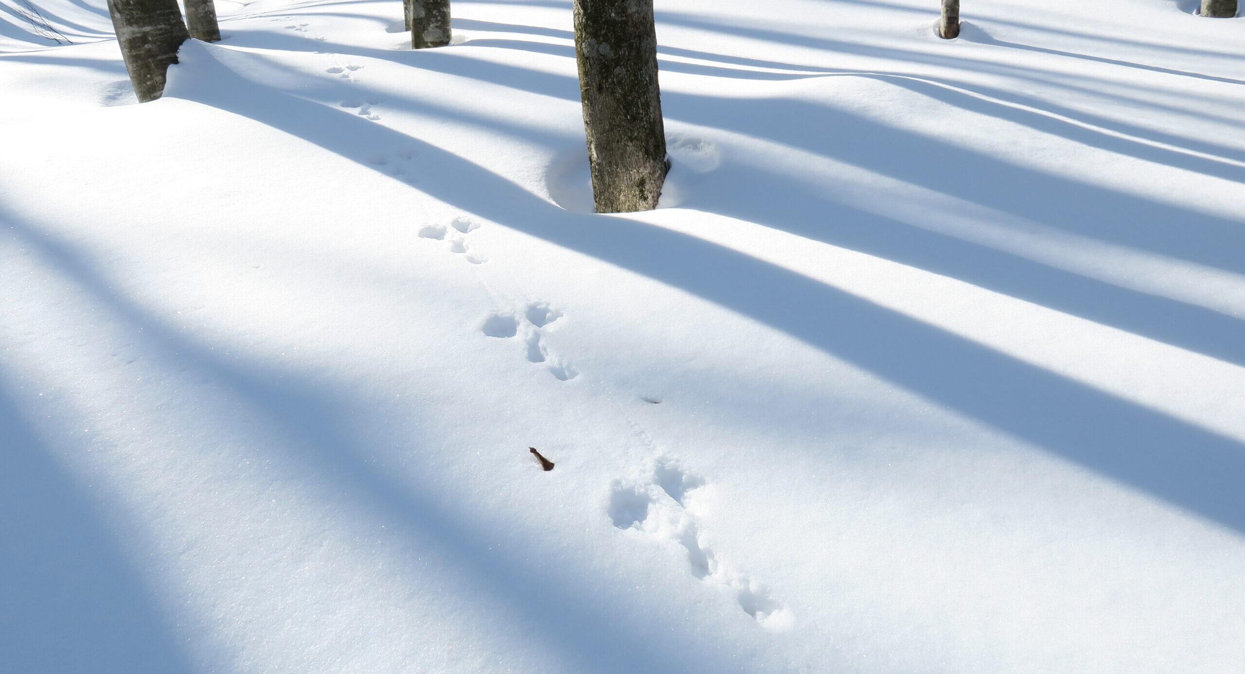 冬のプライベートランブリングツアー4