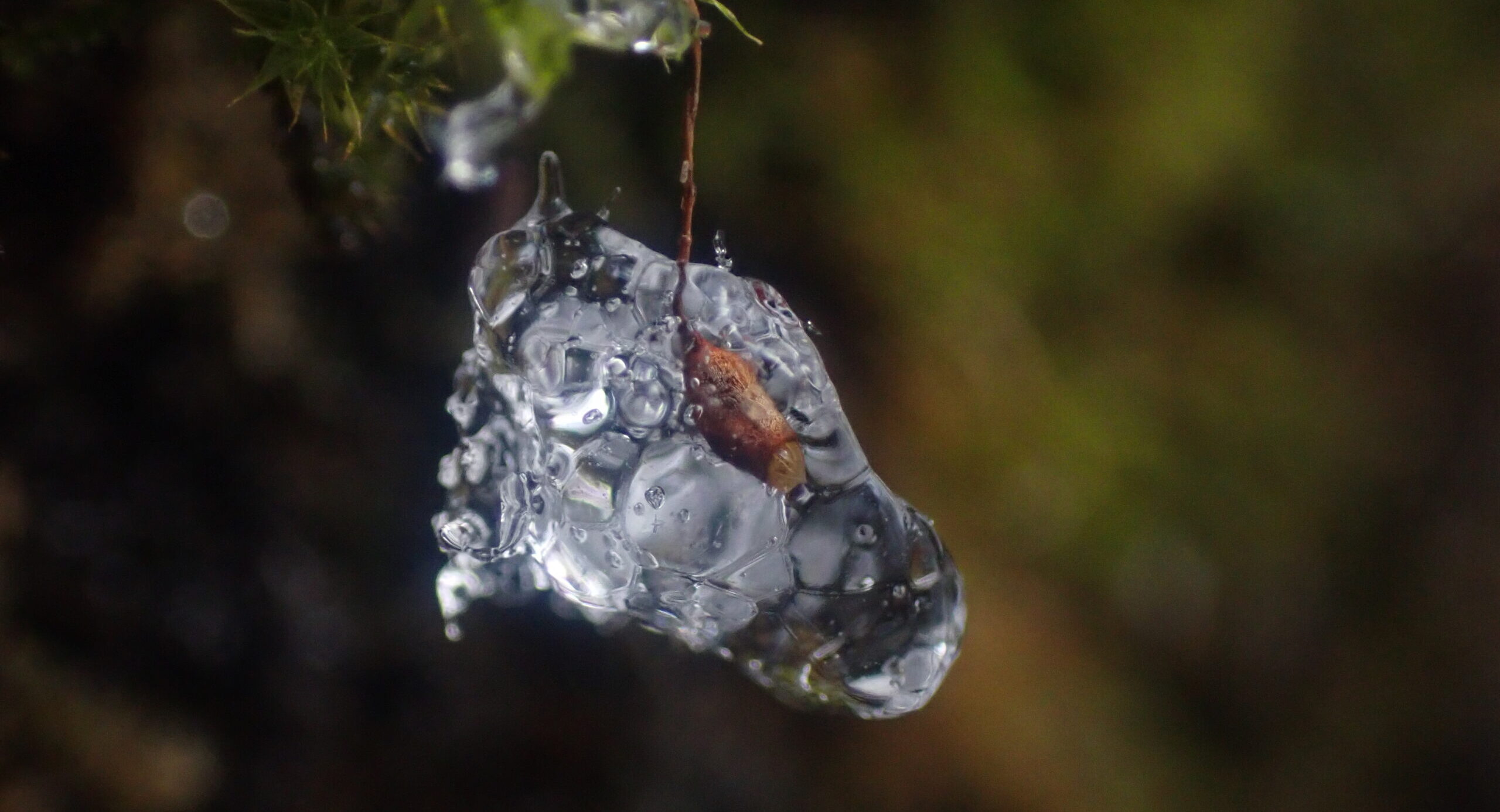 冬のプライベートランブリングツアー5