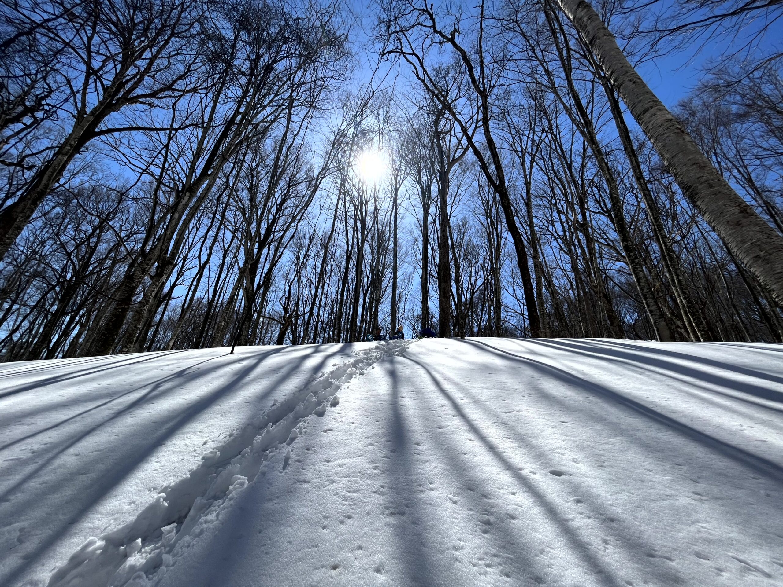 ブナの美林と蔦沼を巡るスノーシューハイキングツアー詳細3