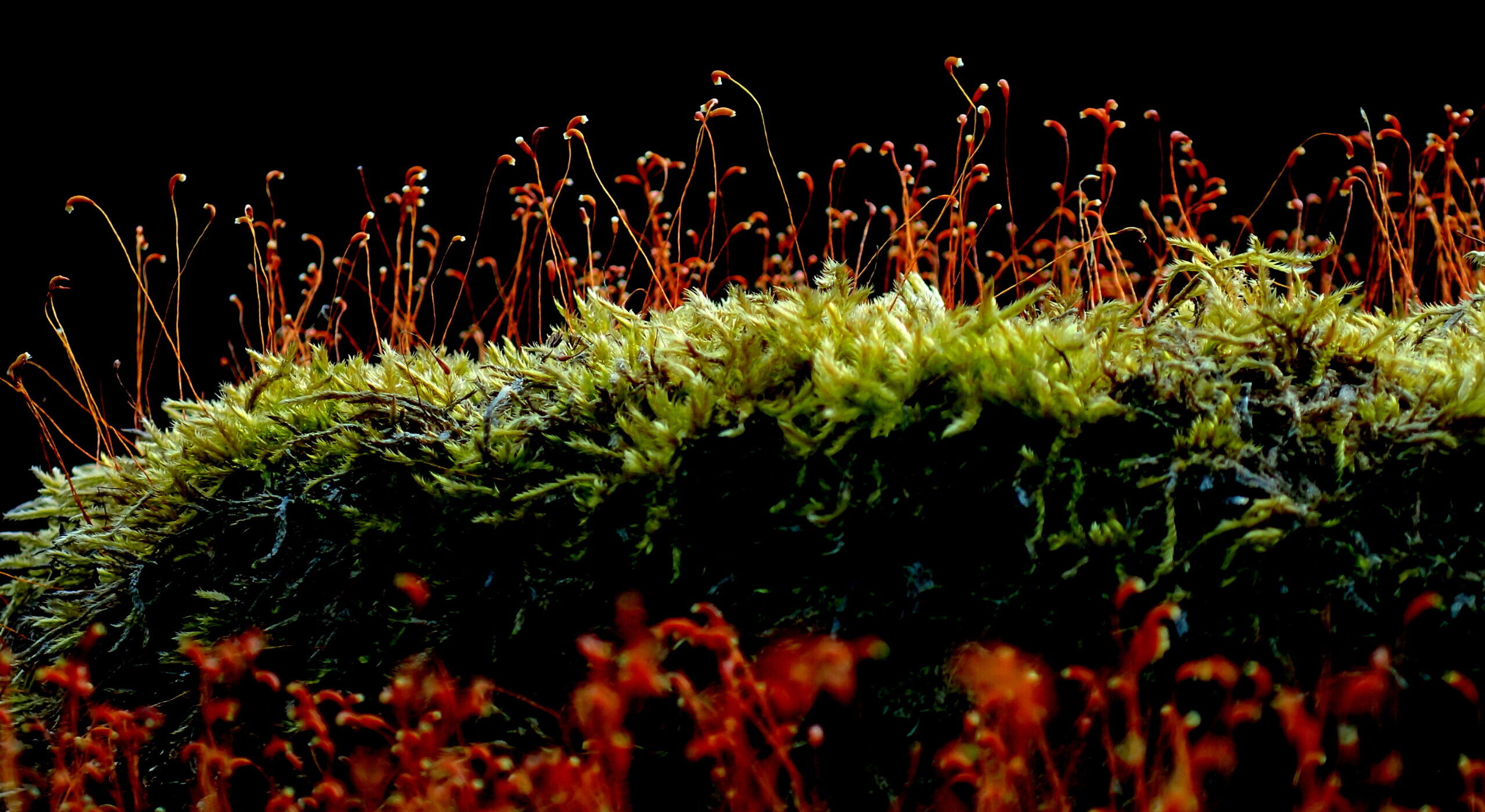 深秋の奥入瀬渓流ネイチャーウォーク2