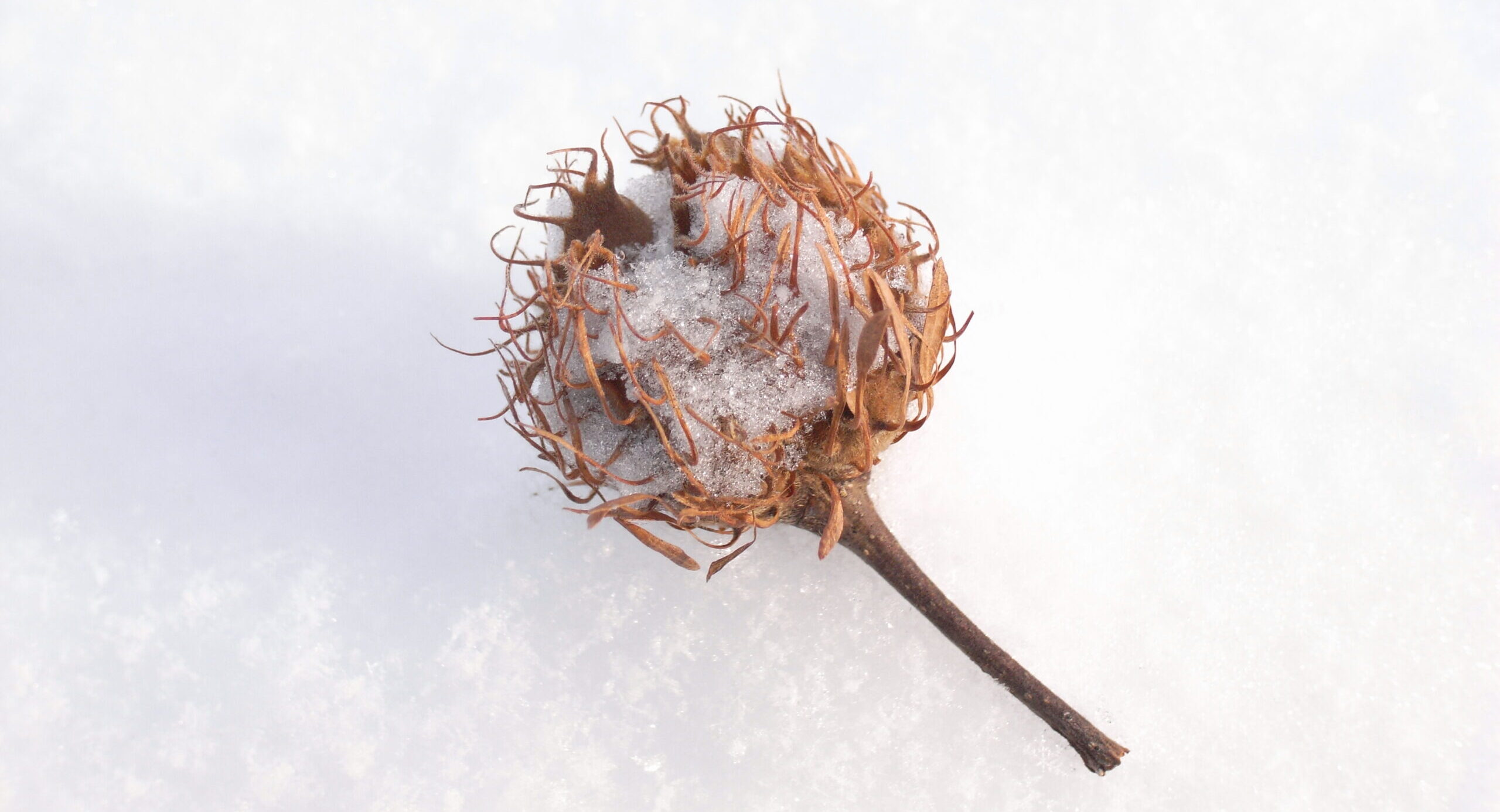 ブナの美林と蔦沼を巡るスノーシューハイキング4