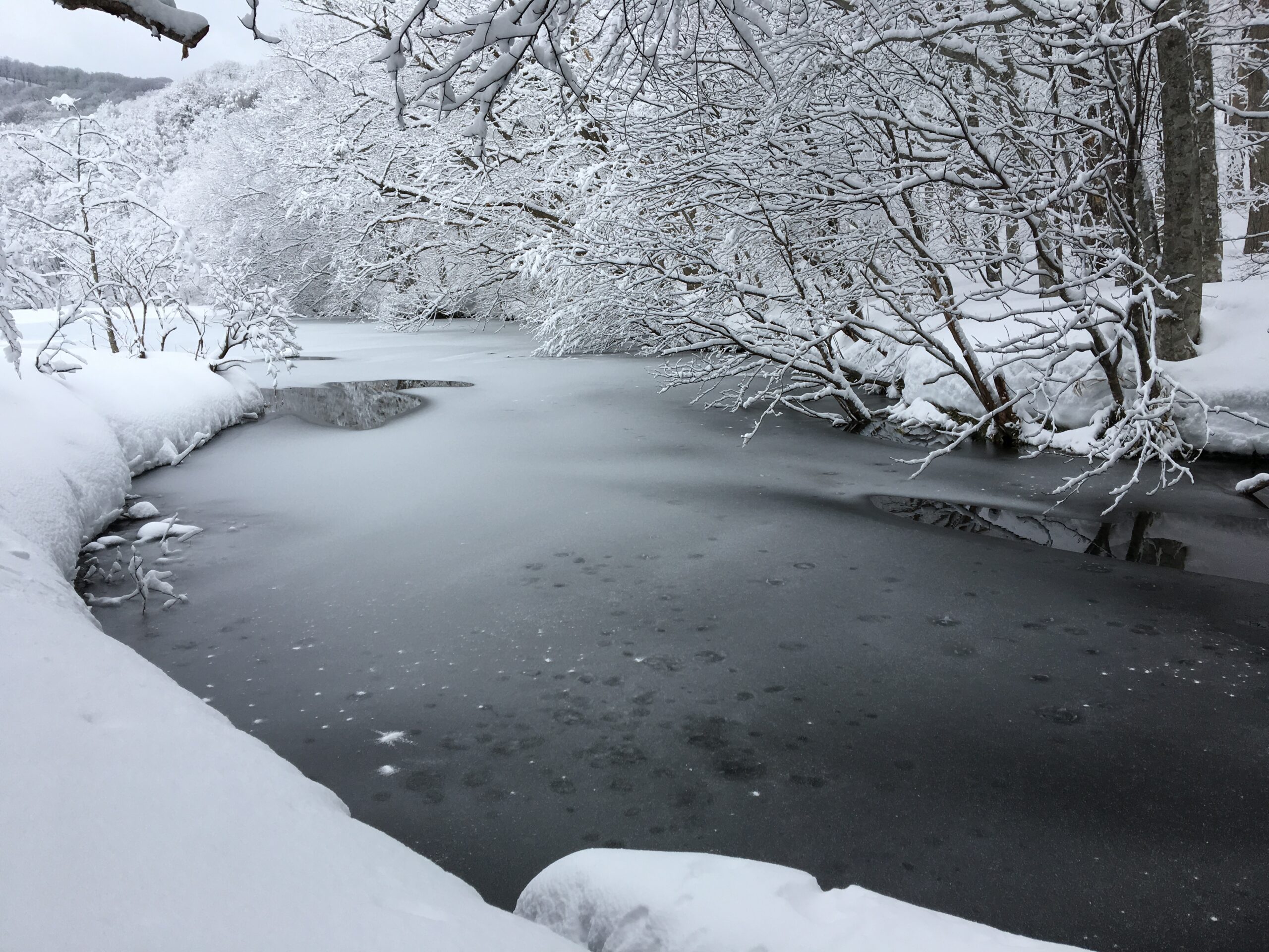 ブナの美林と蔦沼を巡るスノーシューハイキングツアー詳細2