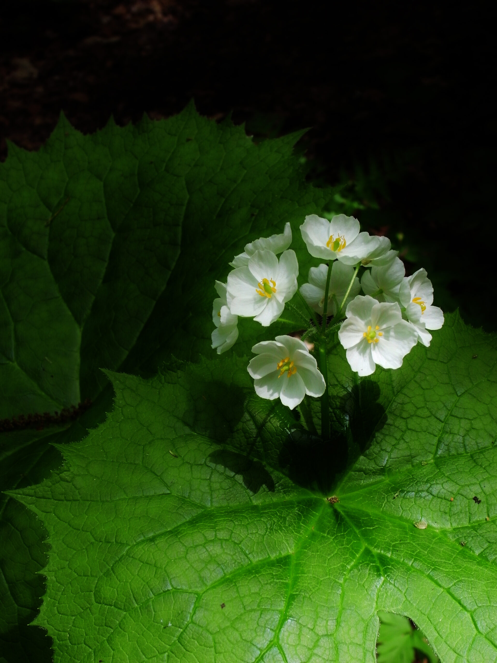 奥入瀬ネイチャーウォーク ～滝のトレイル～8