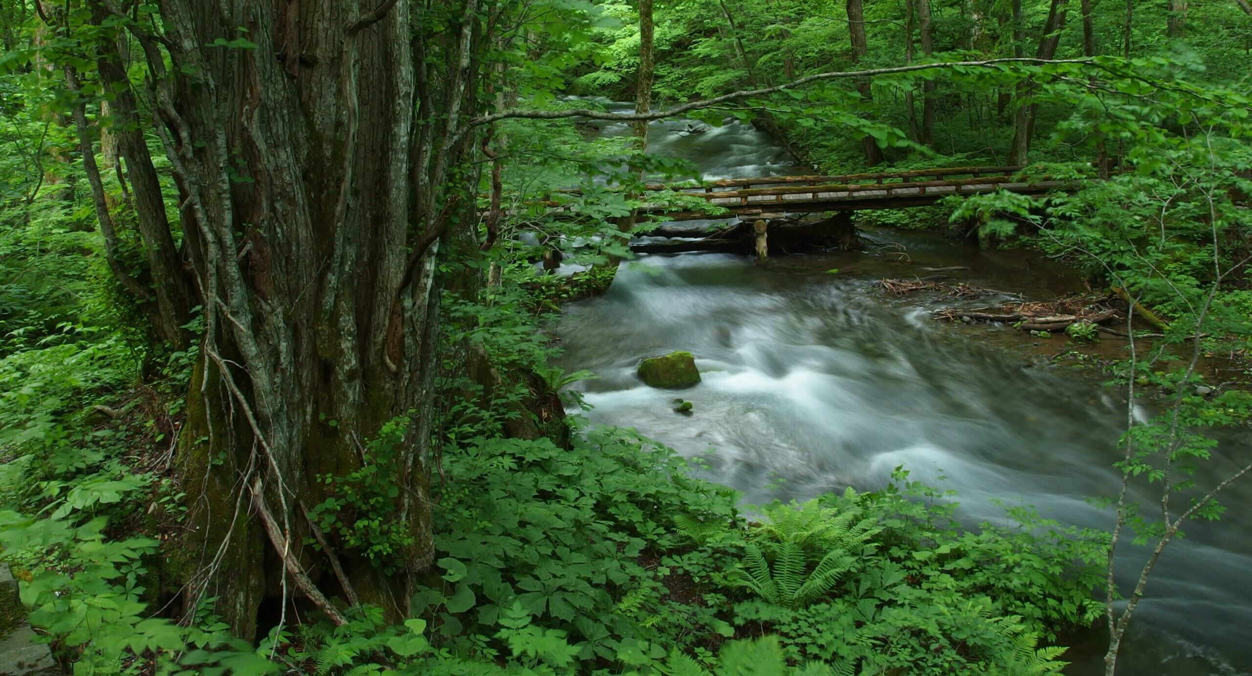 奥入瀬ネイチャーウォーク ～滝のトレイル～6