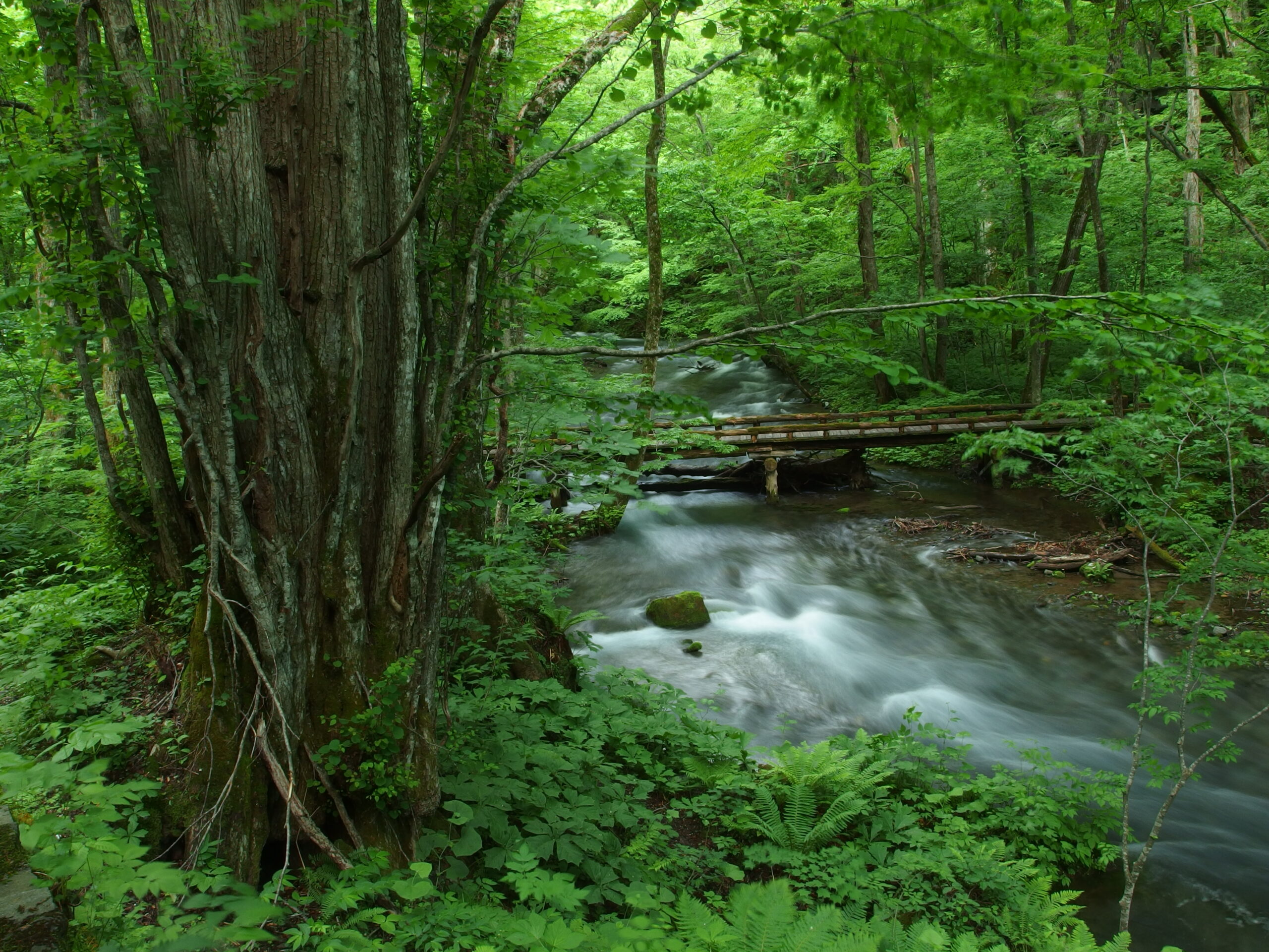 奥入瀬ネイチャーウォーク ～滝のトレイル～6