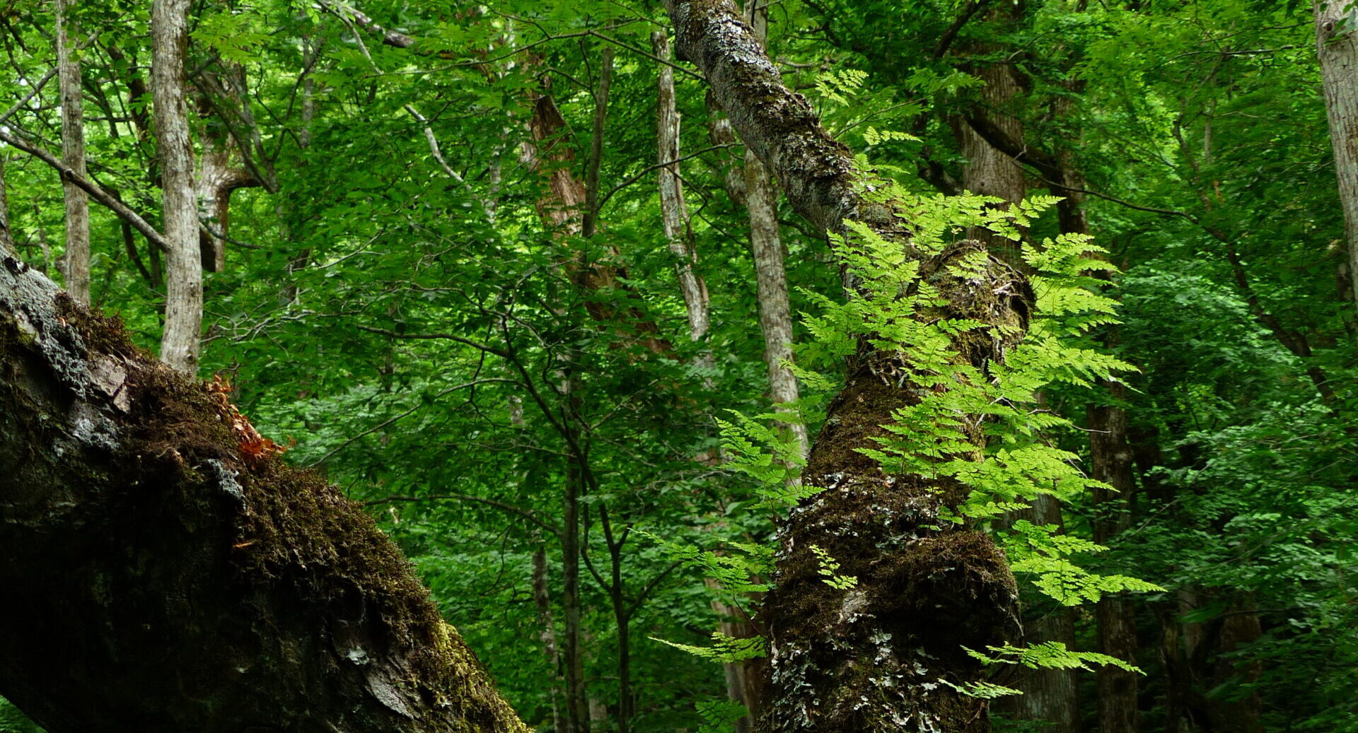 奥入瀬ネイチャーウォーク ～滝のトレイル～3