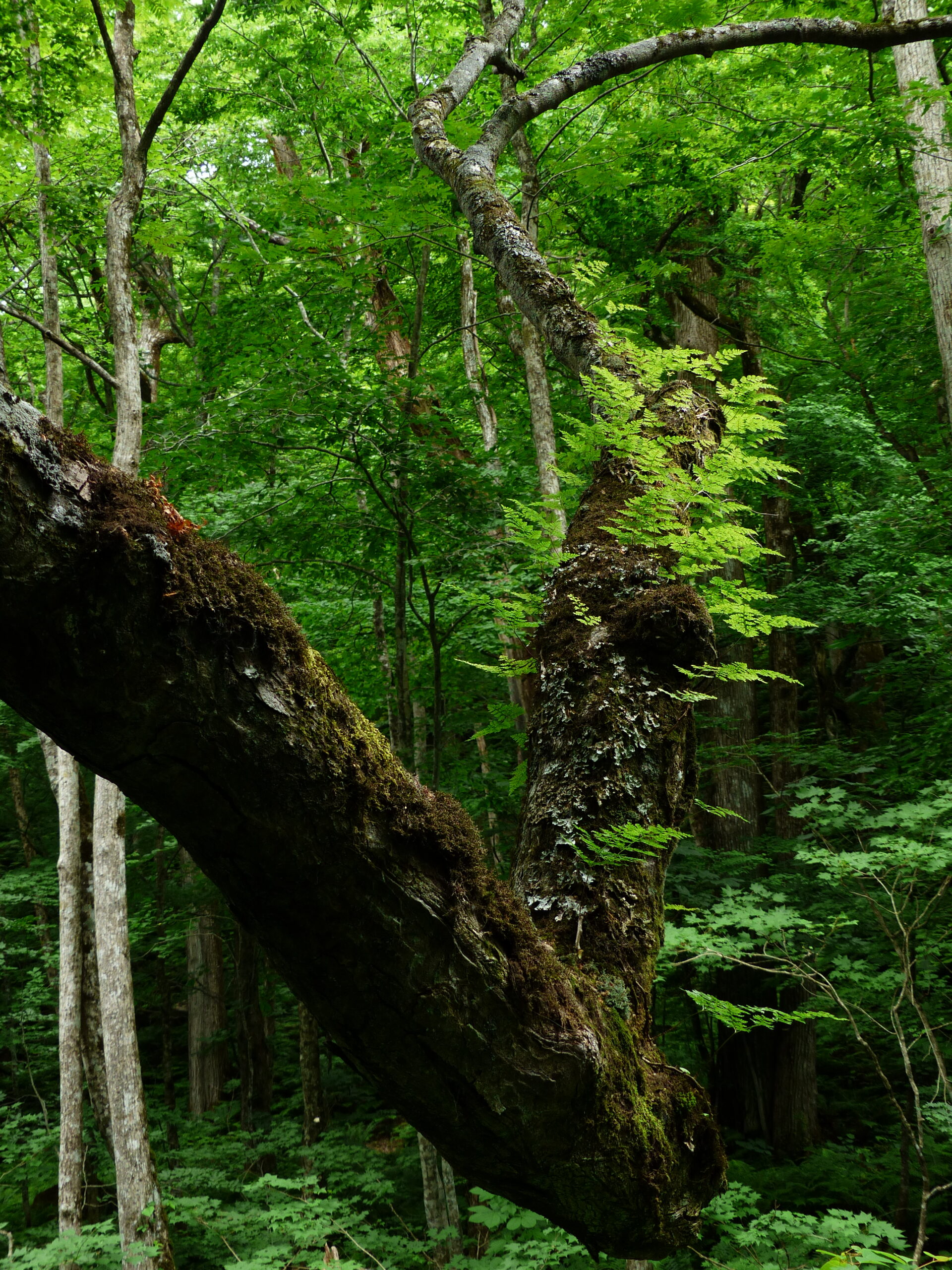 奥入瀬ネイチャーウォーク ～滝のトレイル～3