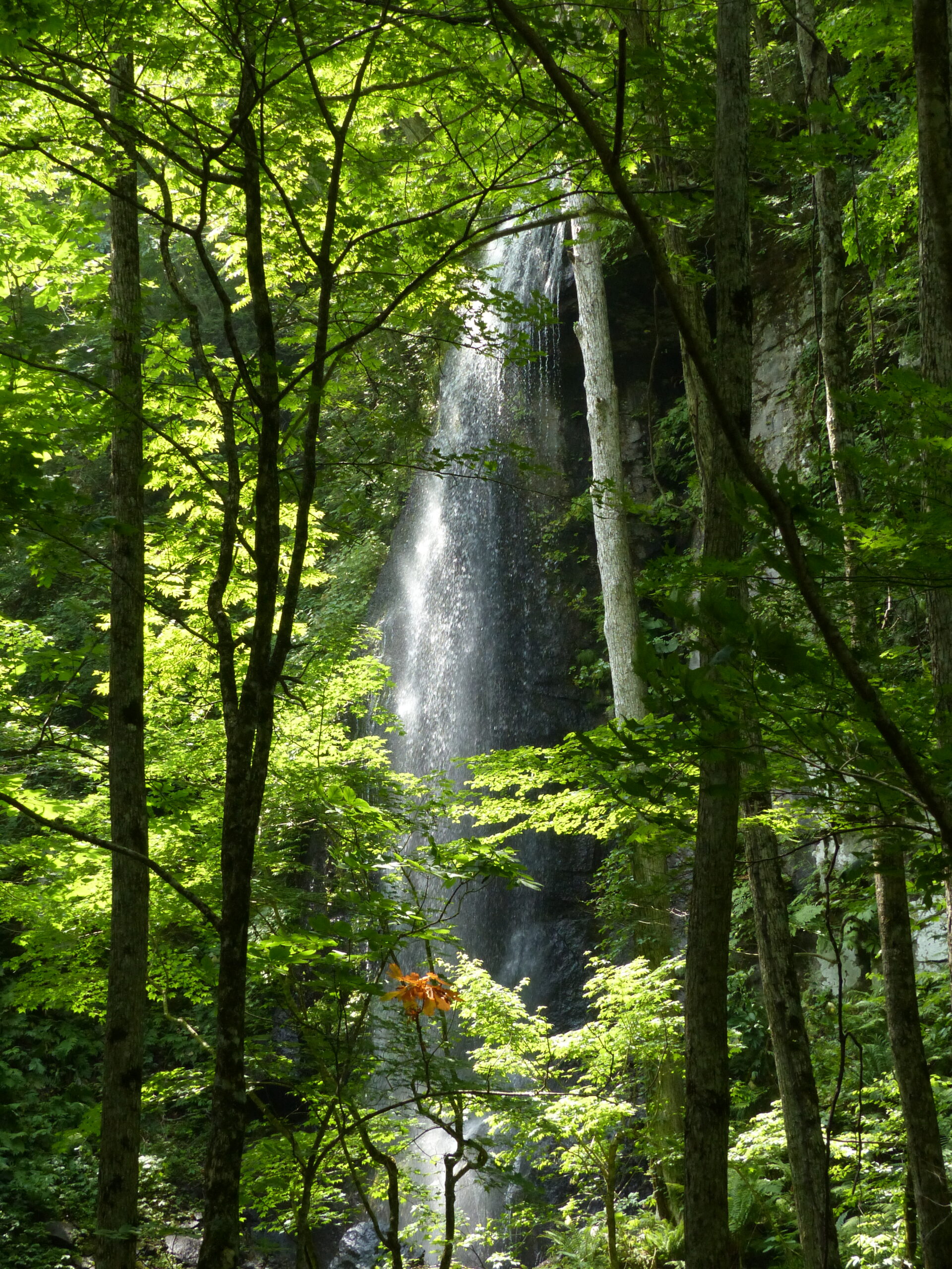 奥入瀬ネイチャーウォーク ～滝のトレイル～2