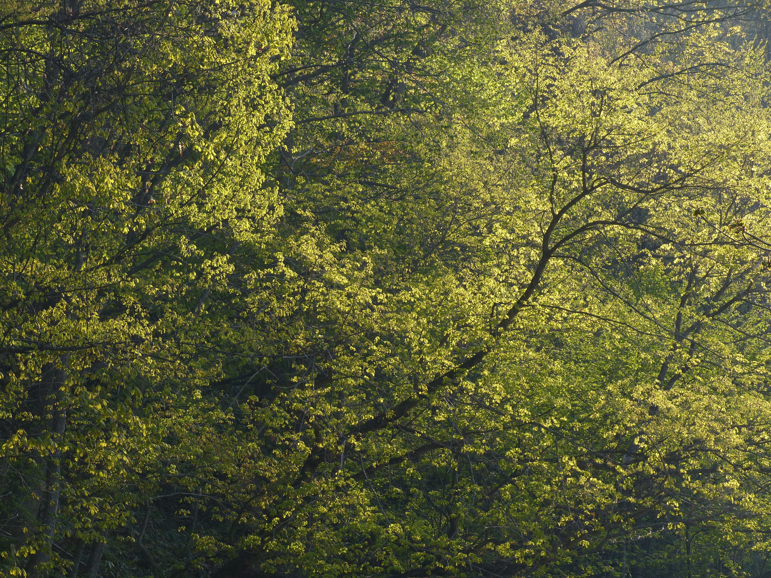 奥入瀬ネイチャーウォーク ～滝のトレイル～ツアー詳細2