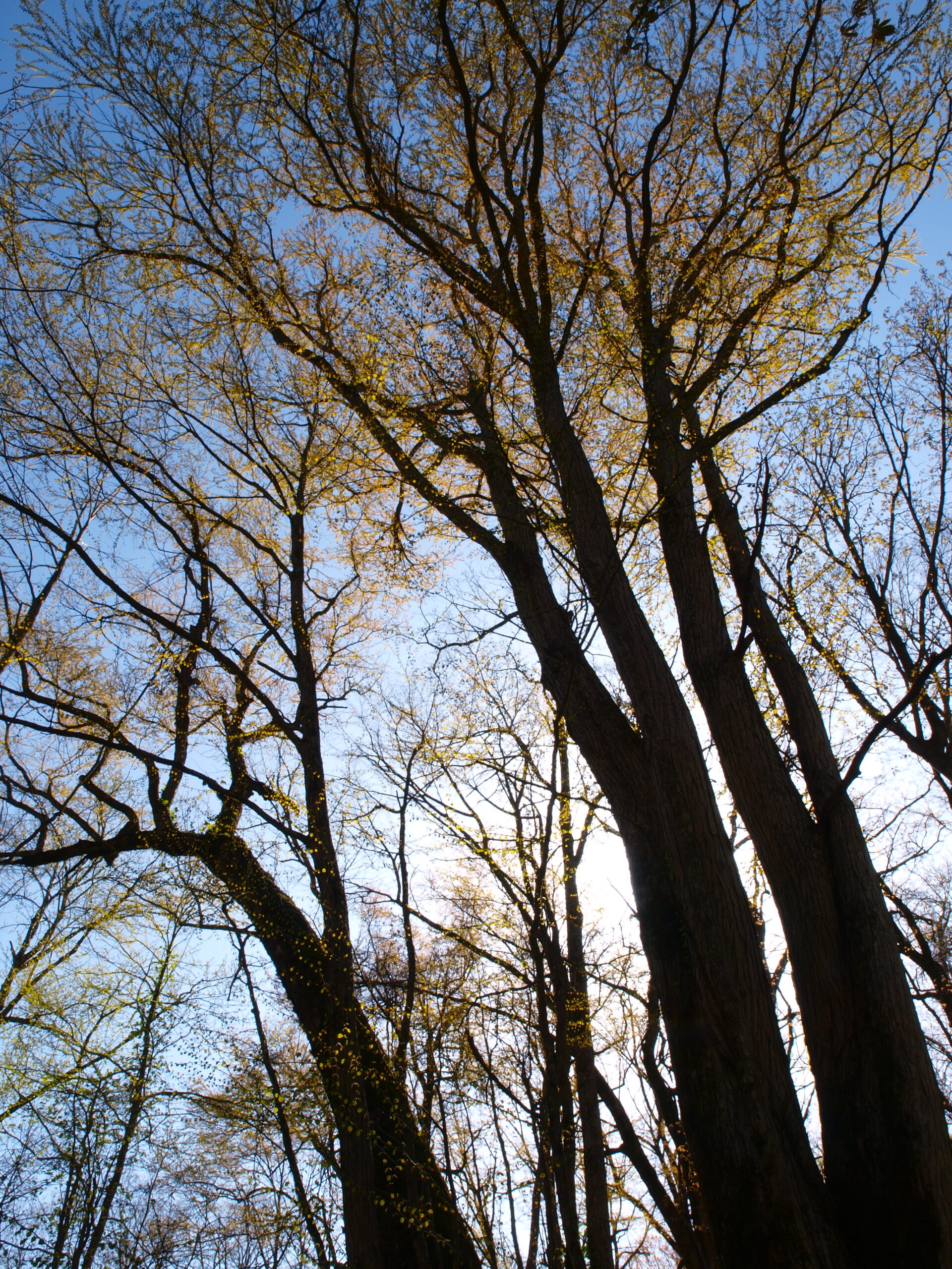 奥入瀬ネイチャーウォーク ～滝のトレイル～ツアー詳細3
